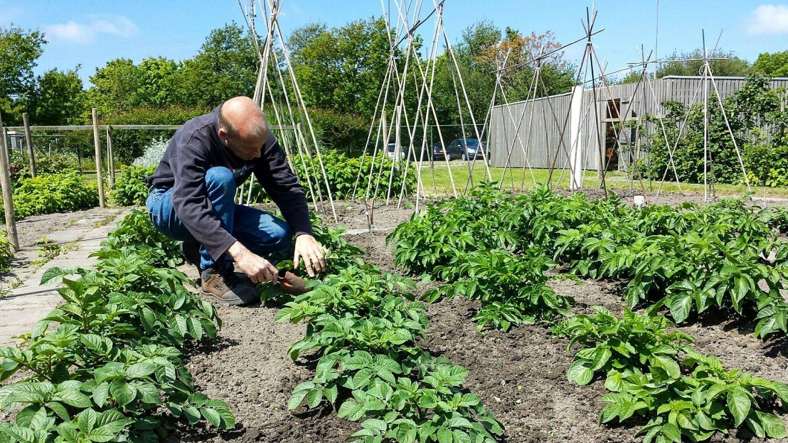 Cliënt in de moestuin van dagcentrum Woutershof in Monster