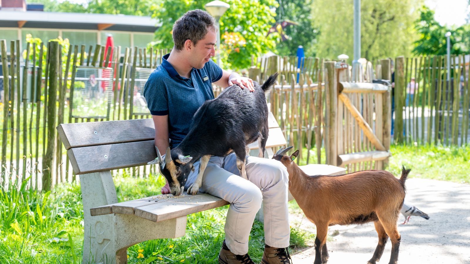 Cliënt met geiten bij dierenpark De Driespan in Schiedam