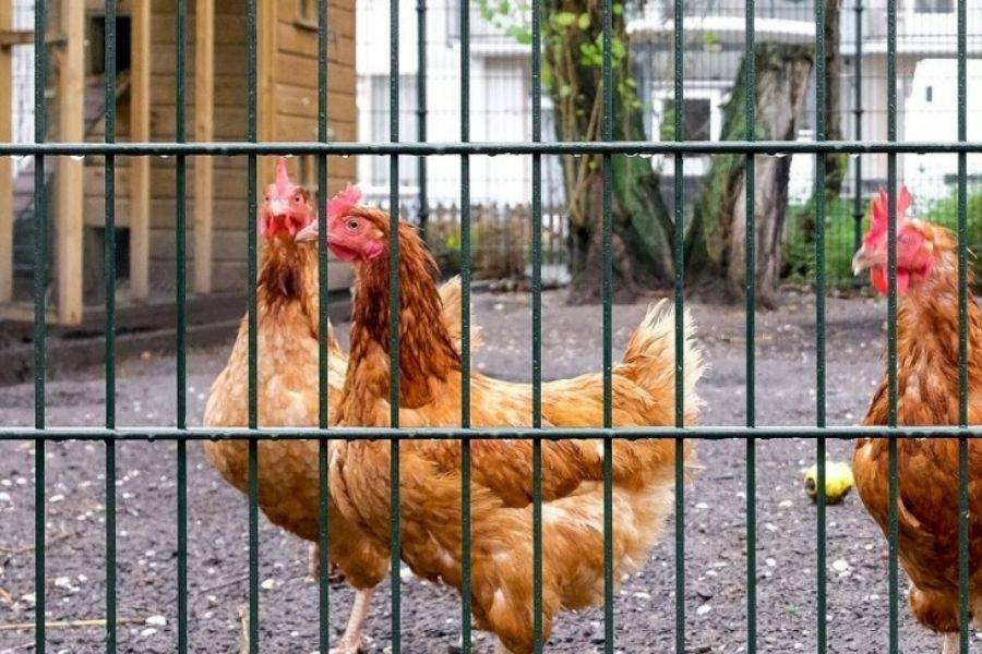 Kippen bij workhome De Bever in Vlaardingen