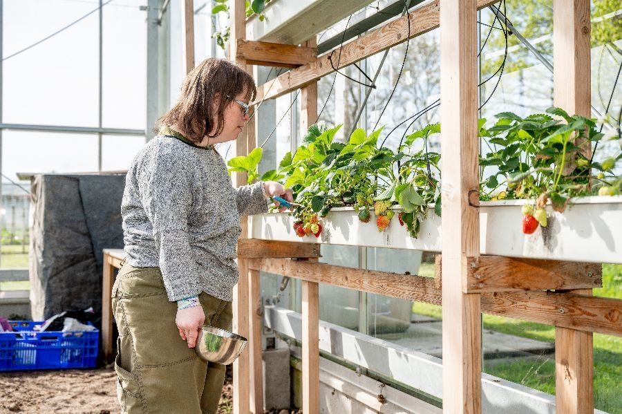 Aardbeien plukken bij  dagcentrum Woutershof in Monster