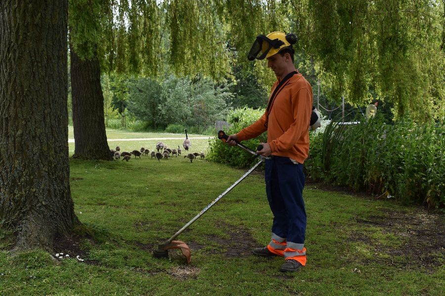 Medewerker van dagbesteding SNW snoeit in het park