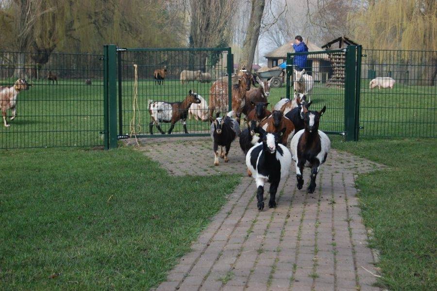 Geiten met verzorger bij kinderboerderij De Schaapskooi in Nieuwveen