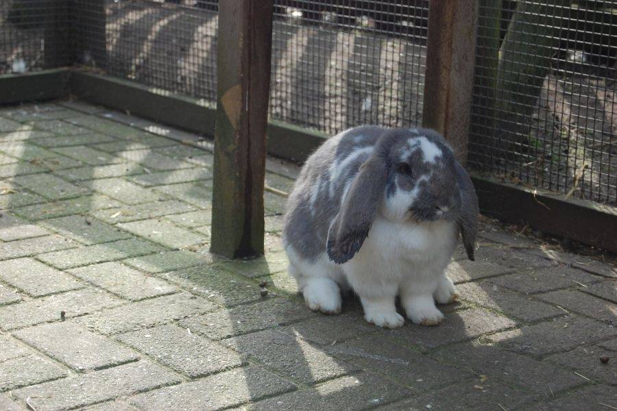 Konijn bij kinderboerderij De Schaapskooi in Nieuwveen