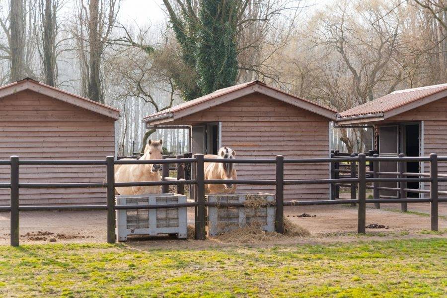 Paarden bij de stal van manege De Tijd in Nieuwveen
