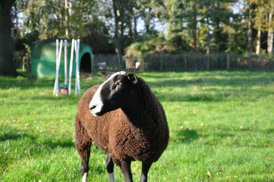 een schaap op dagbesteding de Werkboerderij in Nootdorp