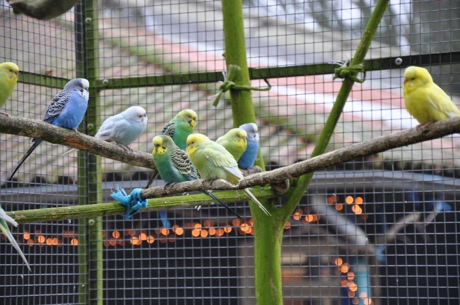 Vogels in een voliere op dagbesteding de Werkboerderij