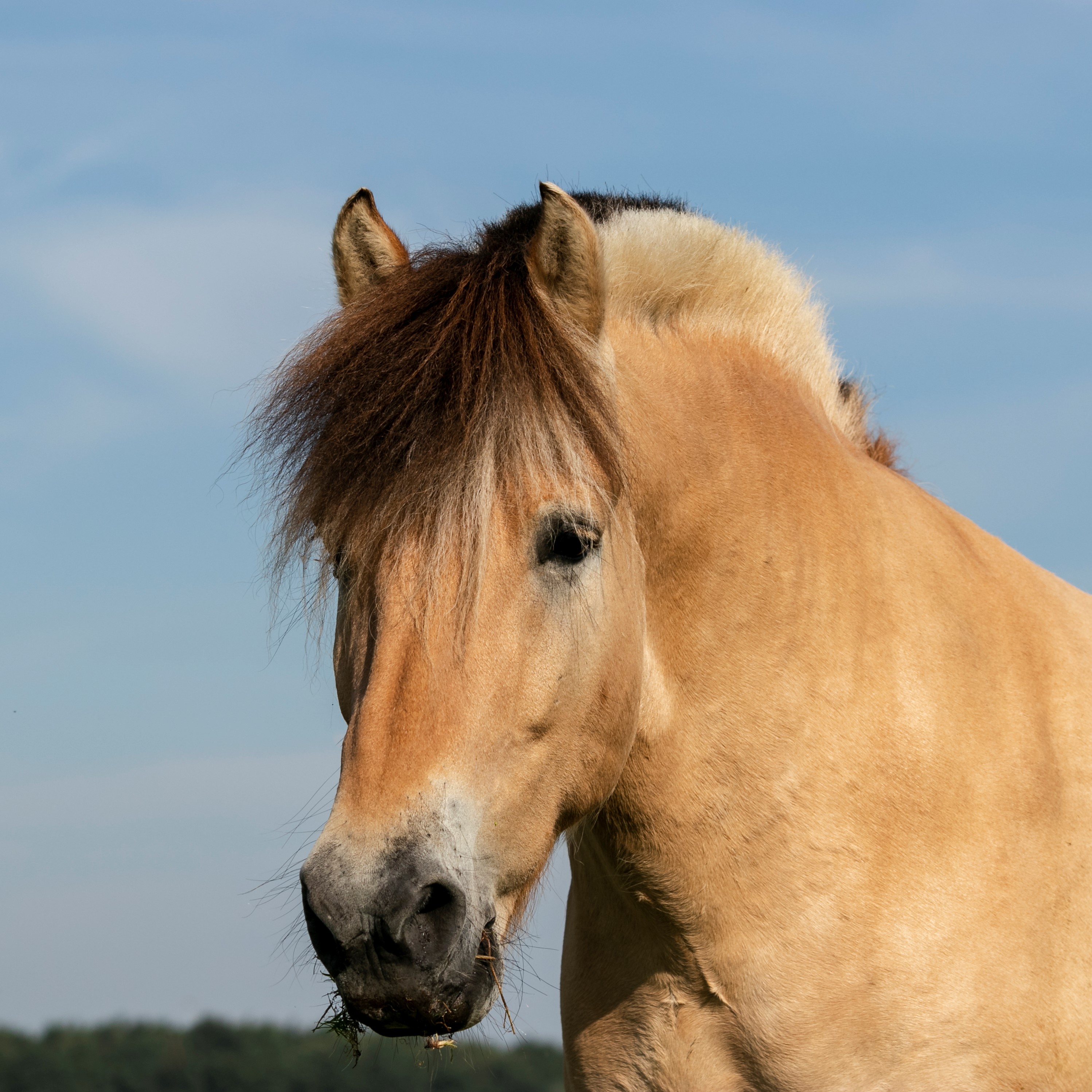 Paard Doris