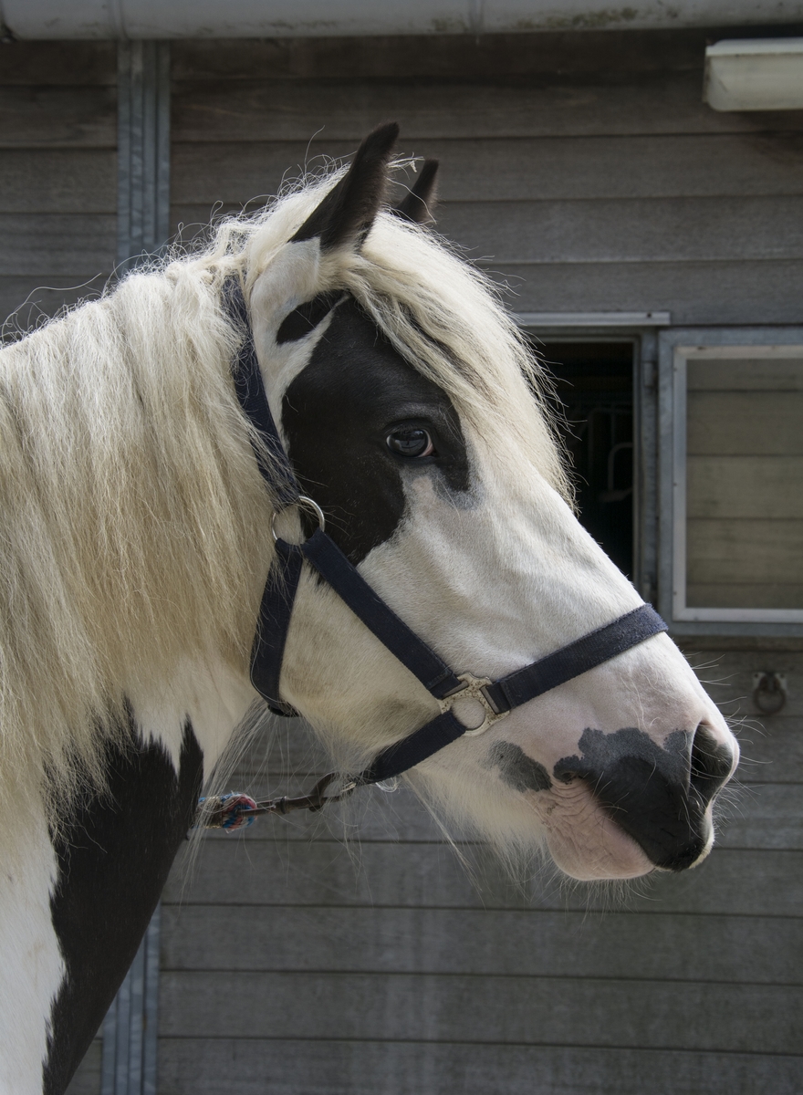 Paard Moortje